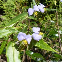 Commelina undulata R.Br.